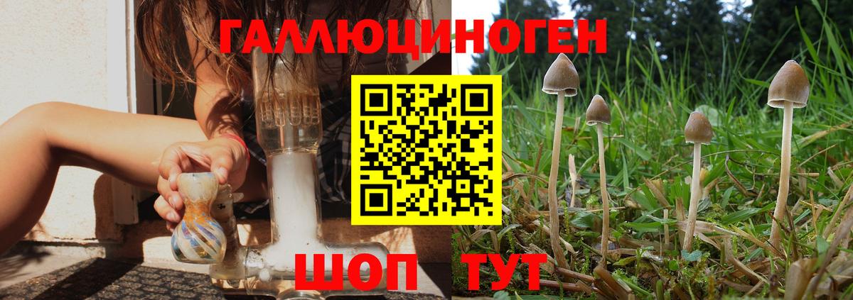 Псилоцибиновые грибы ЛСД Новоалександровск